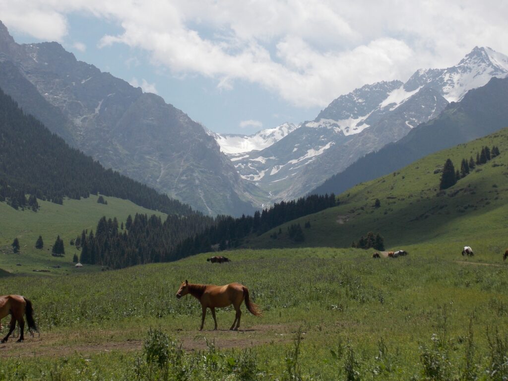 Чолпон айыл өкмөтүнүн веб сайты тузулду